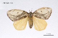 藏品(細紋黃毒蛾)的圖片